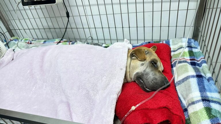 Envenenamento de animais causa revolta e medo em moradores de Limeira