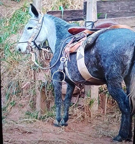 Mula avaliada em R$ 7 mil desaparece de pasto em Aparecida; polícia investiga o caso
