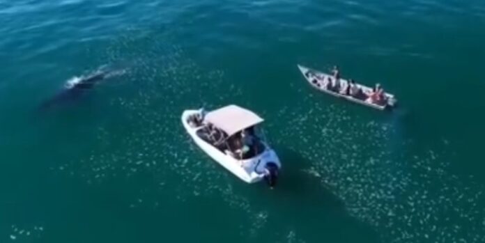 VÍDEO de perseguição a baleia leva Ibama a reforçar fiscalização no Litoral Norte