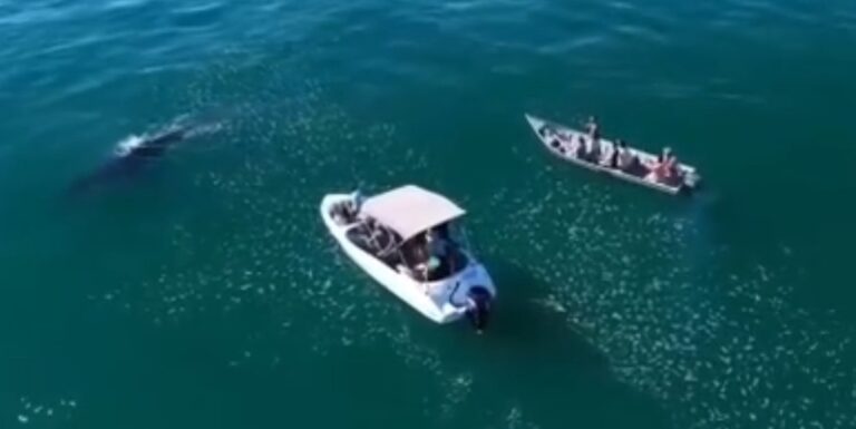 VÍDEO de perseguição a baleia leva Ibama a reforçar fiscalização no Litoral Norte