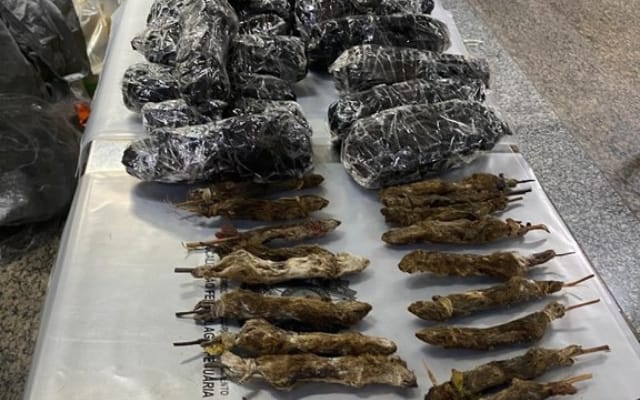 Mais de 132 animais e partes de alto risco sanitário foram apreendidos: Foto: Divulgação