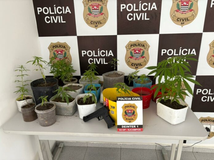 Polícia apreende pés de maconha em residência de São José