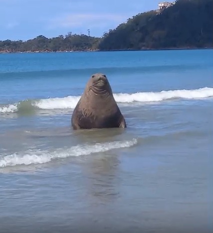 Elefante-marinho é flagrado por banhistas em praia de Ubatuba; veja VÍDEO