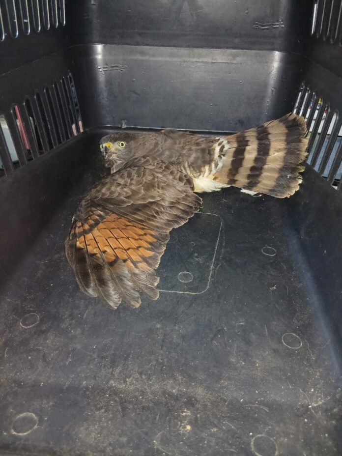 Gavião-carijó é resgatado em Santa Isabel