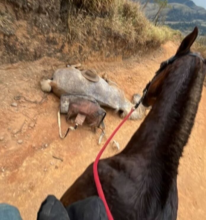 Laudo confirma que cavalo mutilado em Bananal estava vivo no momento da agressão