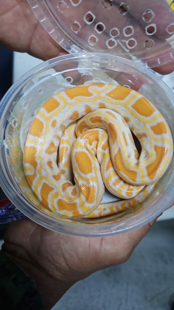 Cobra píton albina rara é encontrada dentro de caixa nos Correios de Indaiatuba