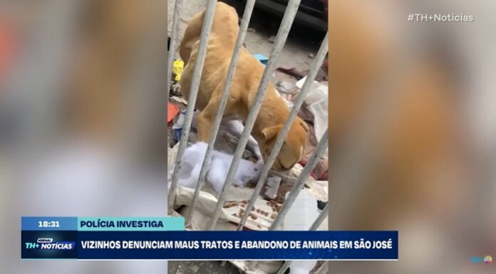 Cães são flagrados em situação de maus-tratos em casa abandonada na Zona Sul de São José