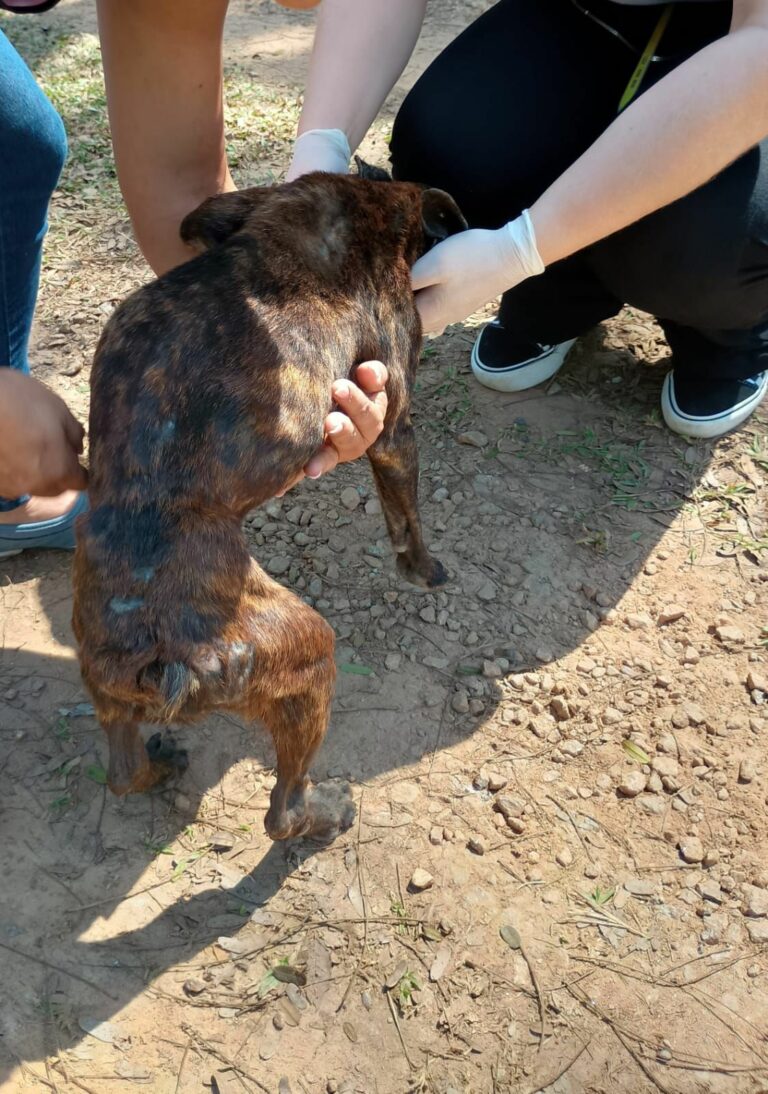 Ação conjunta resgata animais em situação de maus-tratos em Monteiro Lobato