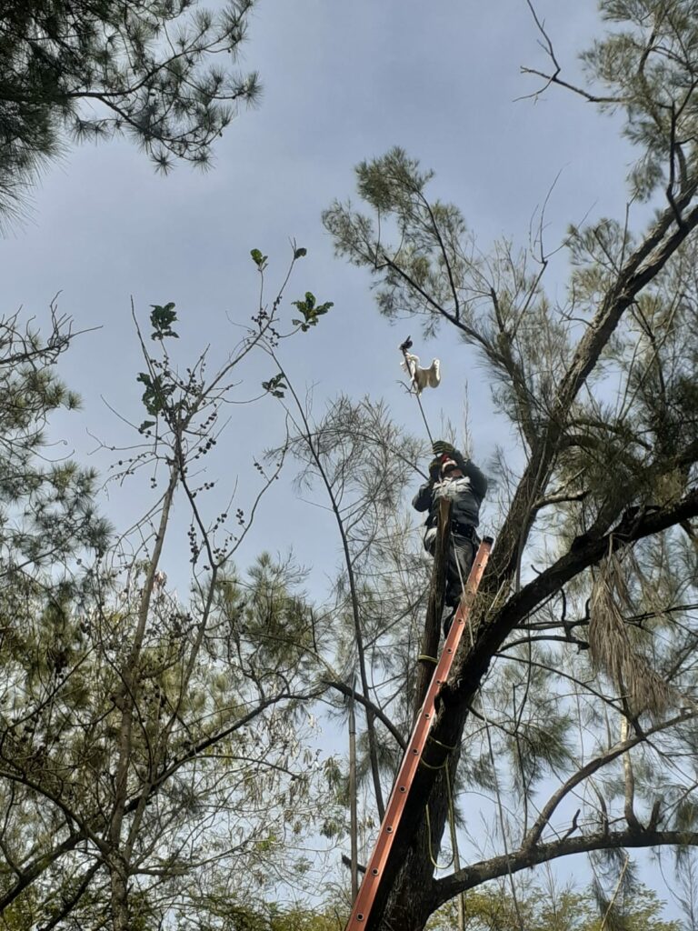 Bombeiros resgatam garça que estava presa em árvore, em Roseira