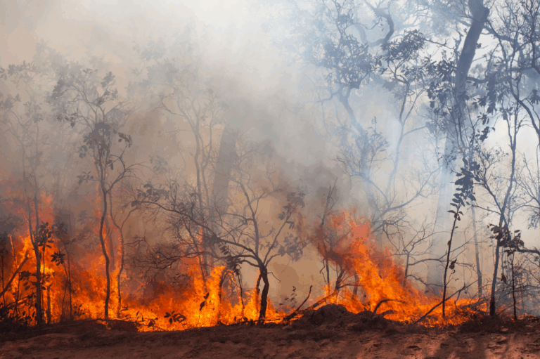Prefeitura monitora 17 áreas de risco de incêndios em Ribeirão Preto