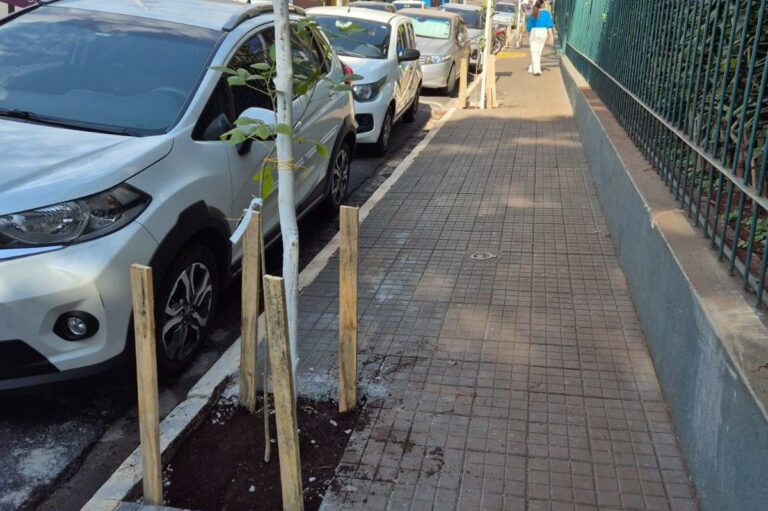Prefeitura planta 70 mudas de árvores no Centro; Já foram mais de 14 mil no ano