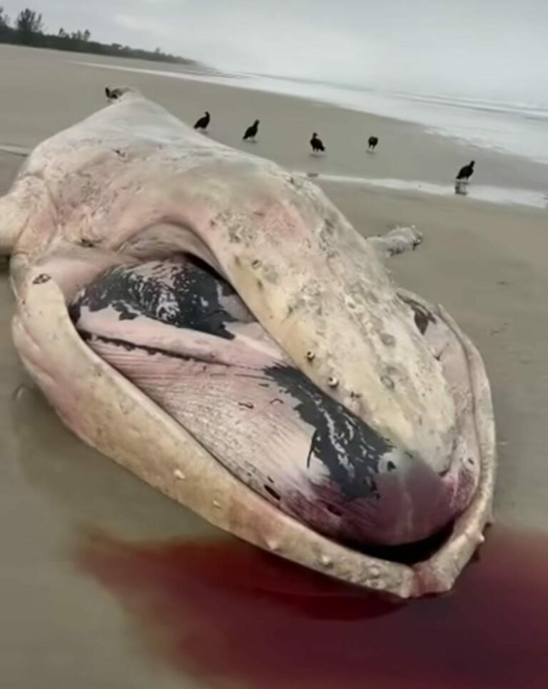Baleia em decomposição é encontrada em praia de Bertioga