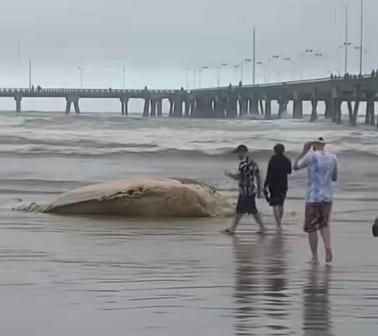 Baleia é encontrada morta em praia de Mongaguá; VÍDEO