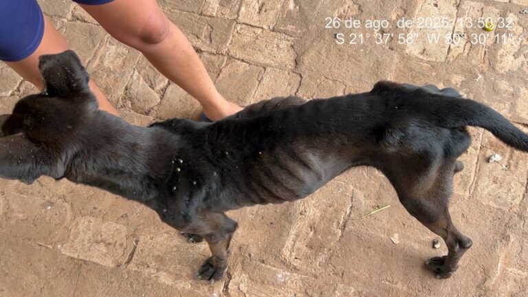 Cadela é resgatada com desnutrição e infestação de carrapatos; tutor é multado em R$ 3 mil
