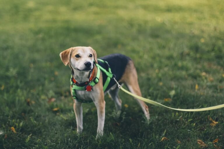 Dia do cachorro lembra importância do cuidado e do amor responsável