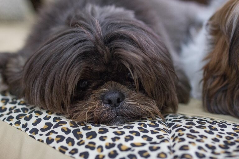 Campinas terá o Pet Day | Foto: Pixabay