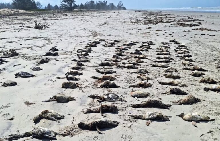 Mais de 350 pinguins-de-magalhães encalham em praia de Ilha Comprida sem vida