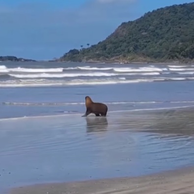 Visita ilustre: Leão-marinho aparece em praia de Peruíbe; VÍDEO