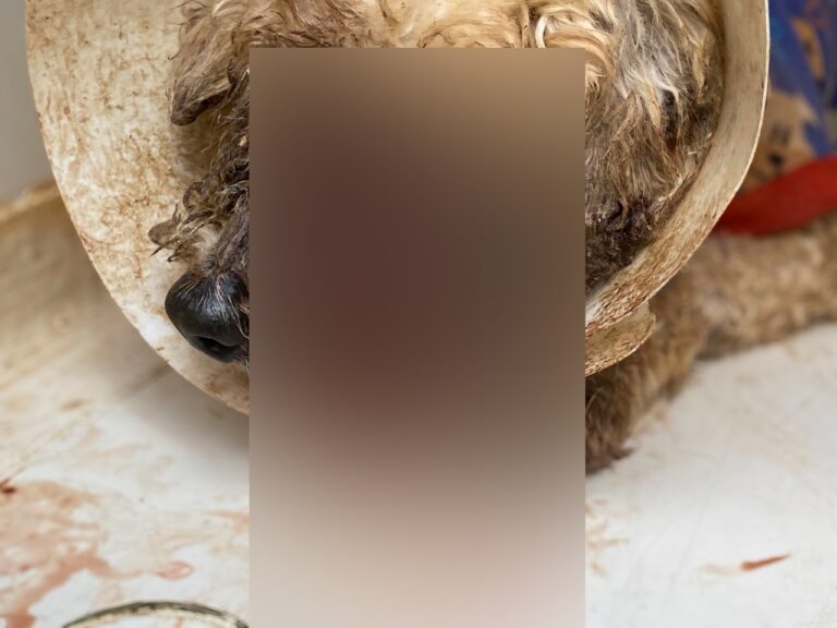 Tutora é presa em flagrante por maus-tratos a cão em Araçatuba