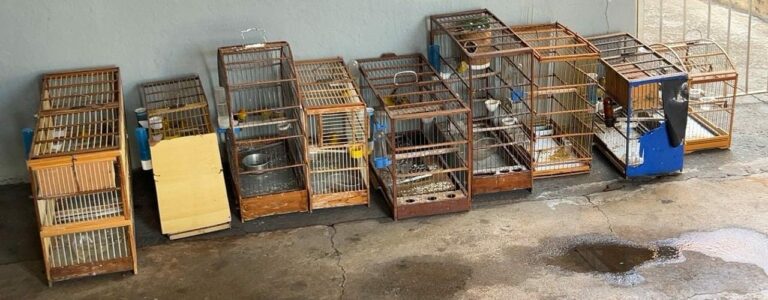  Polícia Ambiental multa dupla em R$ 10 mil por manter aves nativas em cativeiro