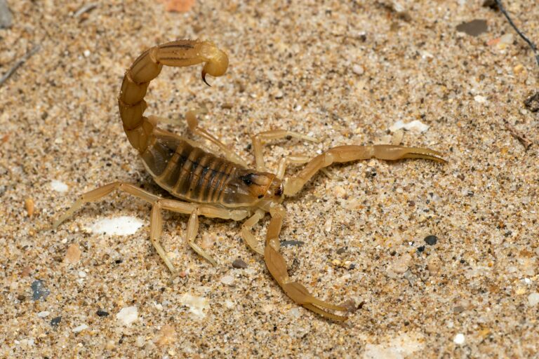 Período reprodutivo de escorpiões começa em agosto e exige atenção da população