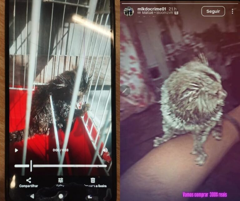 Polícia desmantela esquema de tráfico de animais silvestre feito por adolescente em Santos