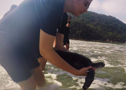 Tartaruga verde volta ao mar em Praia Grande após resgate