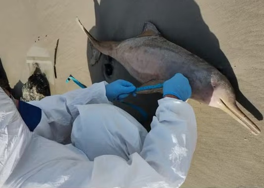 Toninha é encontrada morta na Praia de Guarujá