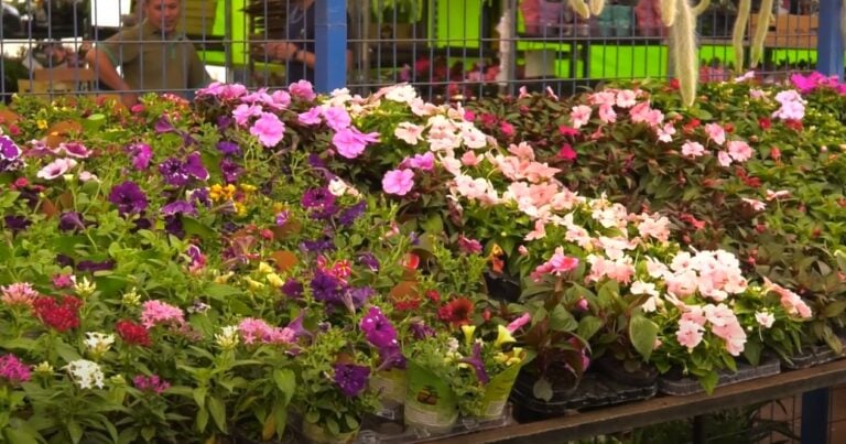 Com calor e tempo seco, confira dicas para preservar suas flores 
