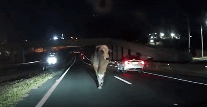 VÍDEO: Motorista desvia de boi na rodovia e evita tragédia