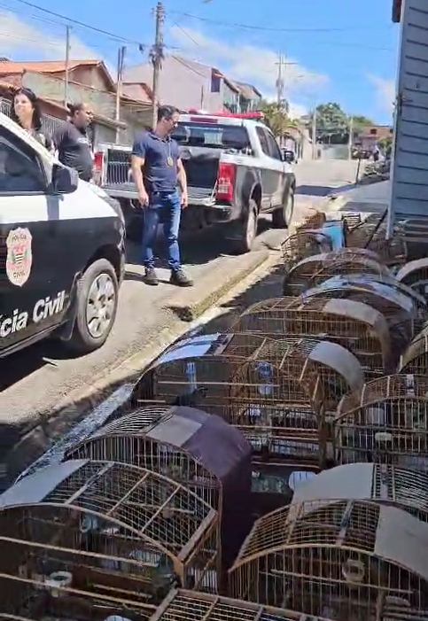 Homem é preso por manter 59 pássaros em cativeiro ilegal