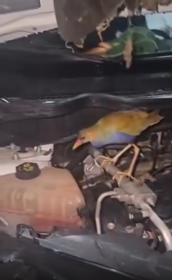 Morador de Ubatuba encontra saracura dentro do capô do carro