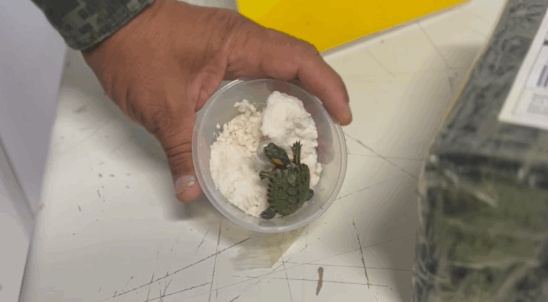 Cágados são encontrados dentro de caixa enviada por correio em Indaiatuba