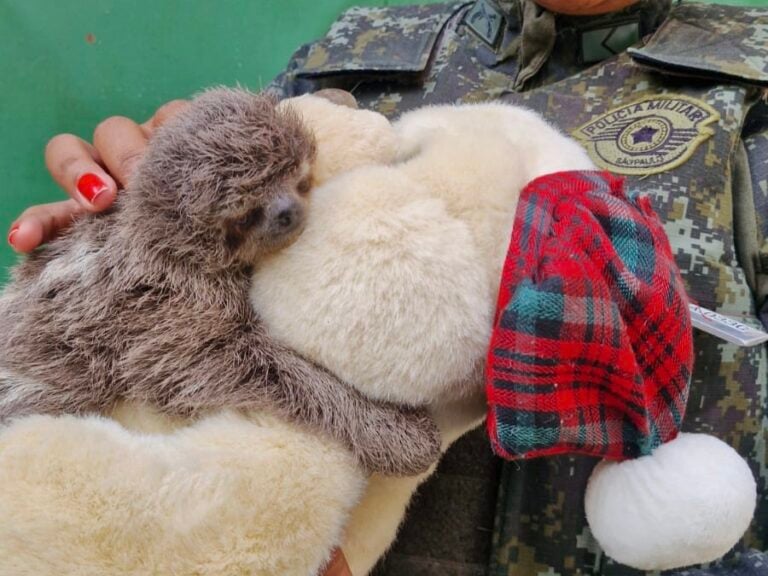 VÍDEO: Filhote de bicho-preguiça é resgatado após mãe ser atropelada na SP-55, em Caraguá