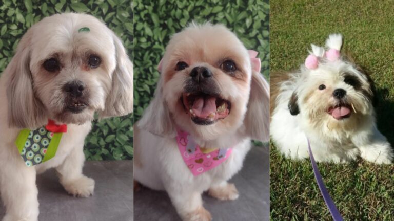 Cachorros morrem de hipertemia em carro de Pet Shop, em Americana