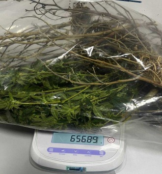 Polícia apreende plantação de maconha em residência de Campos do Jordão