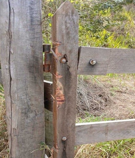 Polícia busca por 14 gados que foram furtados de sítio em Queluz Polícia busca por 14 gados que foram furtados de sítio em Queluz