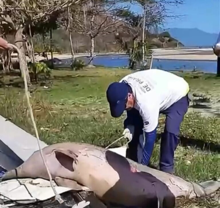 Golfinho é encontrado morto na Praia do Camaroeiro, em Caraguatatuba