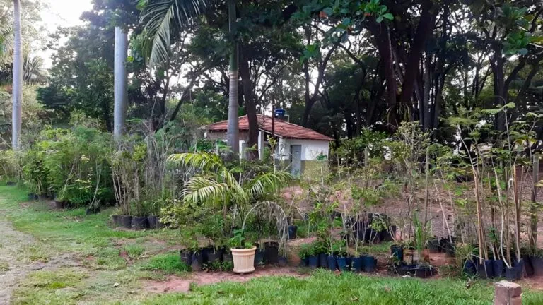 Cada muda será entregue com orientações de manejo e recomendações sobre os locais mais adequados para o cultivo
