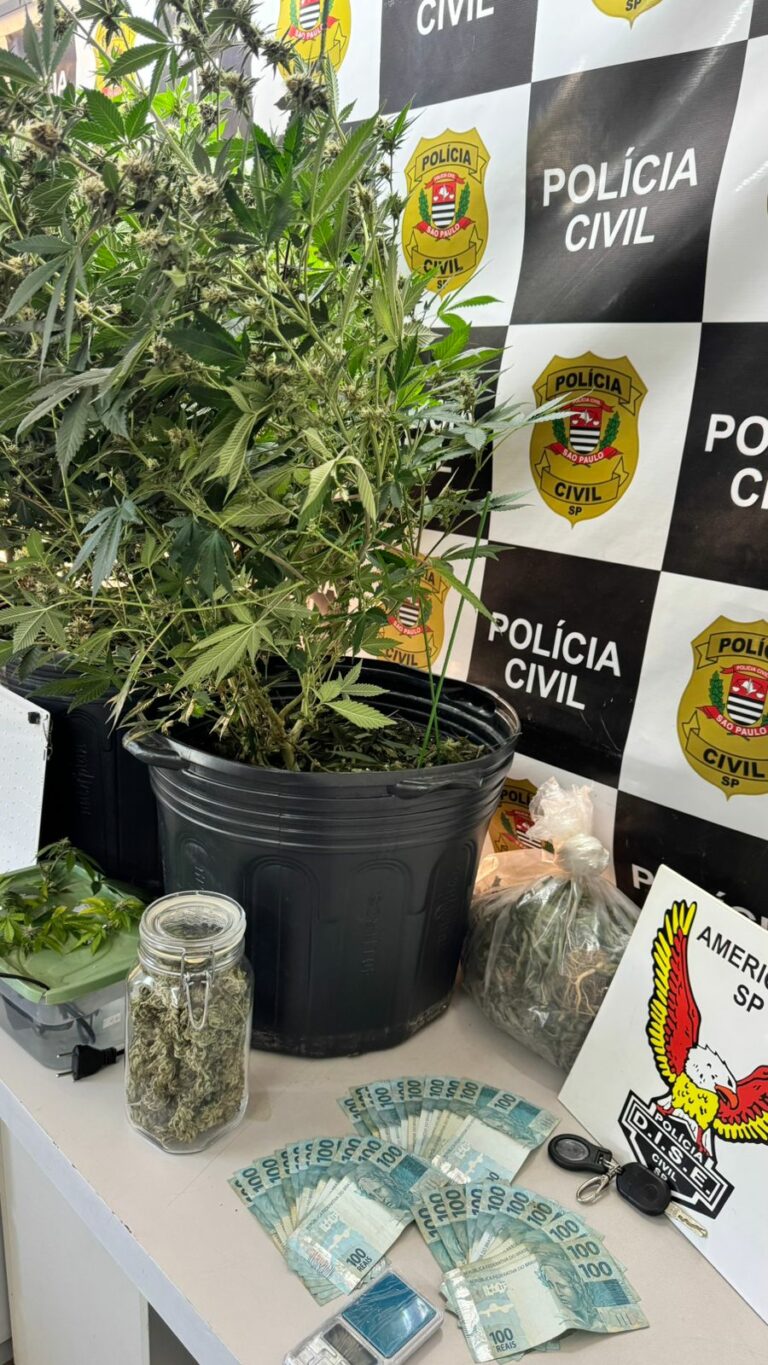 Operação “Velhote” em Americana apreende cultivo de cinco pés de maconha