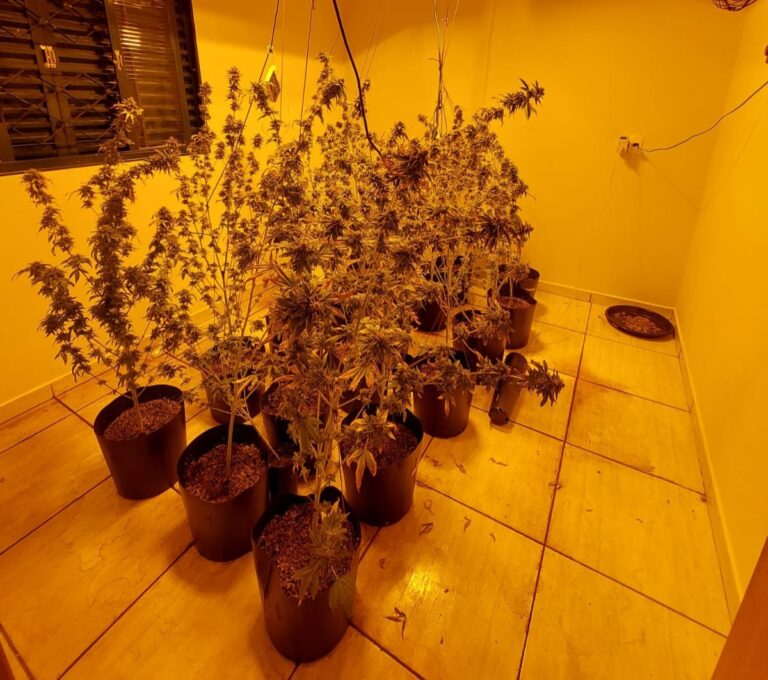 Procurado pela Justiça de Ribeirão Preto é encontrado em plantação de maconha