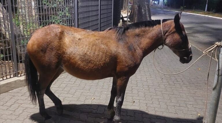 Cavalo que estava solto em frente a shopping é apreendido em Guaratinguetá