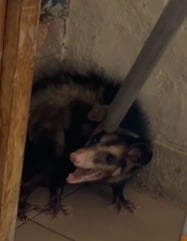 Gambá é resgatado em quintal de residência em São Sebastião