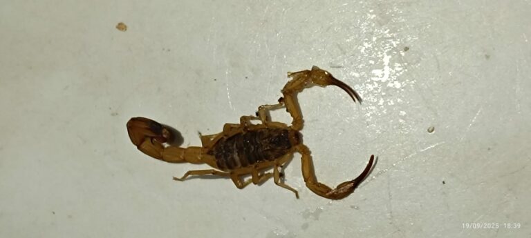 Menina de 3 anos sobrevive a picada de escorpião dentro de casa em Jaguariúna