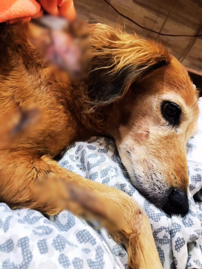 Dois pitbulls soltos atacam cachorrinha e aterrorizam moradores no Jardim Capivari