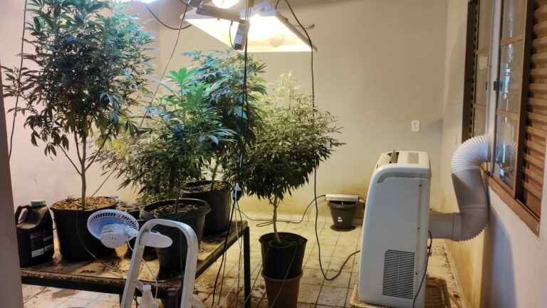 Plantação de maconha é descoberta por DISE de Jundiaí