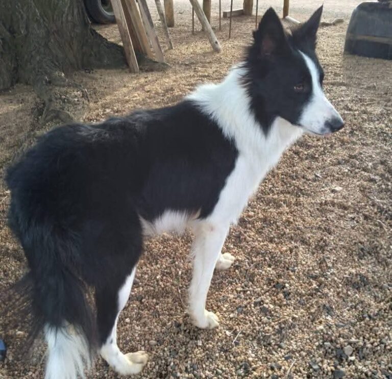 Família procura Border Collie desaparecido no Salgado Filho