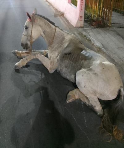 Homem é levado à delegacia após ser flagrado arrastando cavalo debilitado em rua de Guaratinguetá