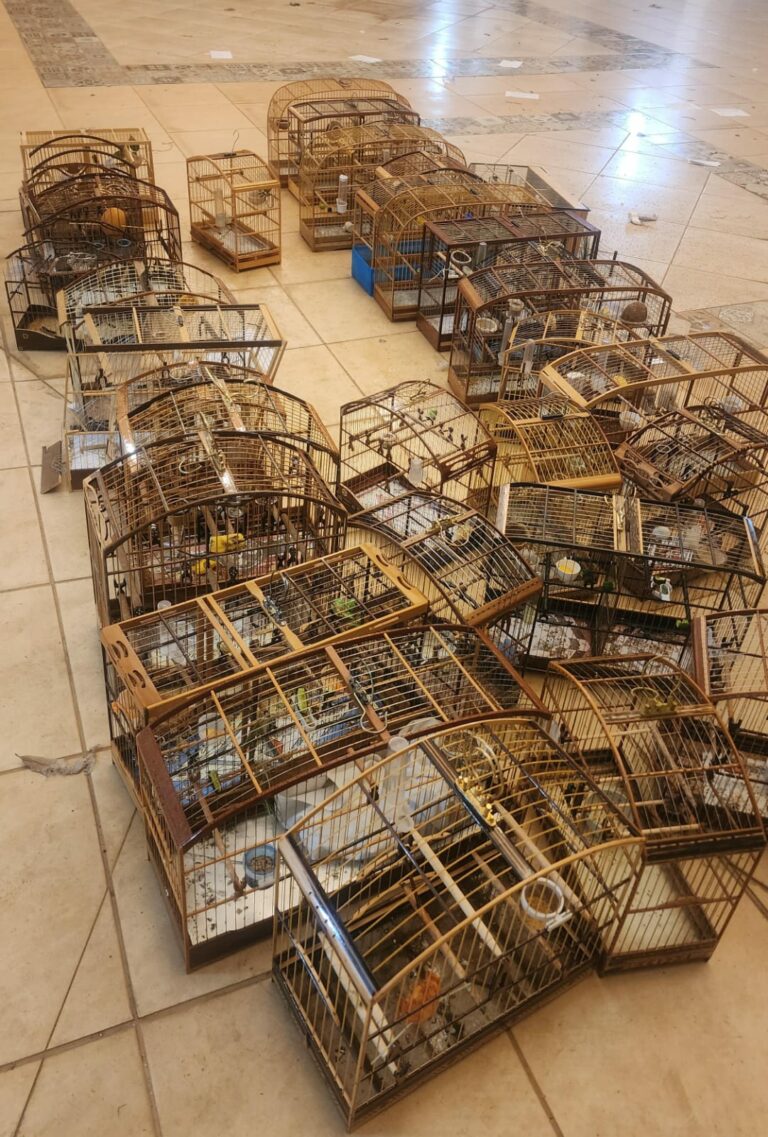 Polícia flagra torneio clandestino de pássaros, e multa chega a mais de R$ 100 mil