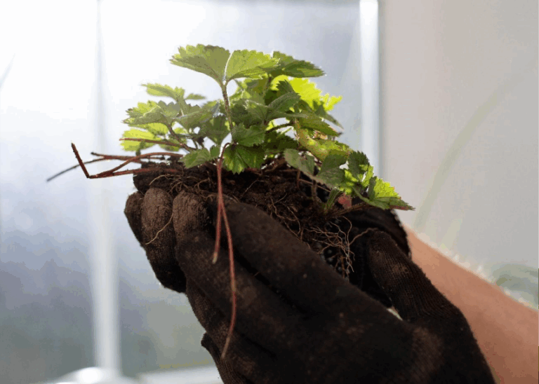 Parque Dom Pedro celebra o Dia da Árvore com distribuição de 2.000 mudas nativas